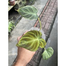 霏霏園藝 仿真綠植 室內裝飾, 1個, 一棵特價600元