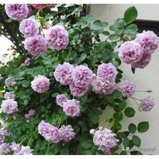 藍雨 蔓性藤本玫瑰 中輪/耐熱/抗病性強/微香/花量大, 1個, 3-4吋盆