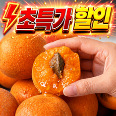 [오늘만 특가] 고당도 제철 햇 살구 신선배송 초특가, 1박스, 1kg