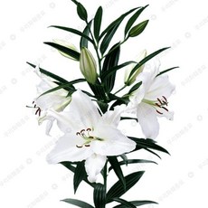 우리화훼종묘 백합 구근 - 크리스탈 블랑카, 1개