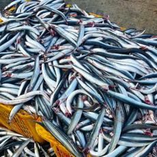 [빅피쉬마켓] 동해안 생물 양미리 알배기 급냉 30미 내외 암수랜덤, 1박스, 1kg