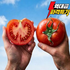 [역대급 파격초특가] 프리미엄 최고가성비끝판왕 과즙팡 완숙토마토, 1박스, 5kg/초특가