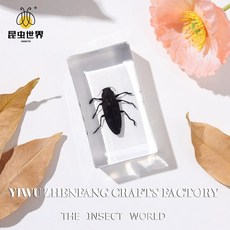 곤충 표본 자연의 세계에 대한 엿보기, 7 3cm matsutine