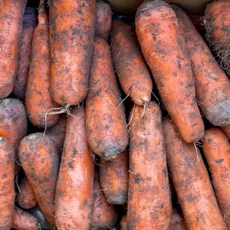 [제주직송] 제주 구좌 햇 흙당근 신선한 당근 직배송, 1개