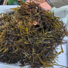 홍지수산 고흥 남해안 겨울이제철 영양만점 톳, 1개, 500g