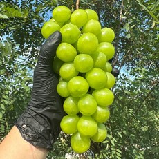 18brix이상 샤인머스켓 씨없는 청포도 경북 샤인머스캣 망고포도, 1박스, 2kg(3~4수)