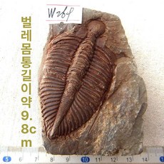 암모나이트화석 고대 컬렉션 수집 취미 사무실, 청록색 BL015