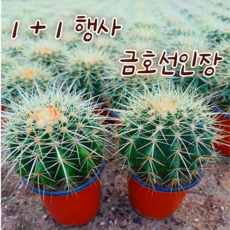 명품금호선인장 (1+1 행사) 낱개두개보내드립니다. 금호선인장 학습용 교육용 식물 다육식물 선인장, 금호선인장_이쁜화분분갈이 1개 배송, 1개