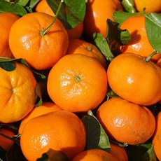 노지감귤 조생귤 제주감귤 타이벡 3kg, 1개