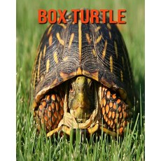 Box Turtle: Fun Learning Facts About Box Turtle Paperback, Independently Published, English, 9798694305785