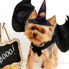 일안 펫 미니 모자 호박 블랙 강아지모자