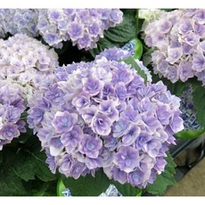 [가든동화] 프린세스샤롯 수국 / 10cm포트 소품 / 꽃배달 꽃선물 정원수 식물 디자인, 1개