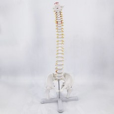 척추모형 경추 요추 대학교 관절 뼈 과학실 골반 해부학, D. 좌식 85cm 백색 척추 대퇴골두