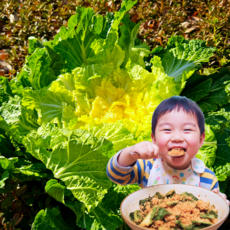 국내산 진도 해풍맞은 봄동 산지직송, 1박스, 1kg