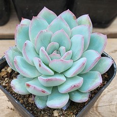 내맘대로골라 다육이 다육식물, 22번- 피치캔디, 1개