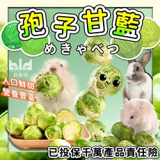 【健康!倉鼠最愛】小動物結球甘藍 鼠零食 凍乾蔬果 新鮮孢子甘藍小動物零食 小寵零食 小寵蔬菜乾 天竺鼠零食 倉鼠零食, 1個, 1 顆