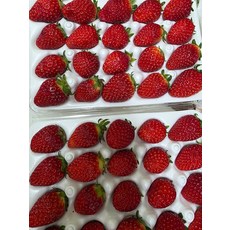 딸기 중사이즈 GAP인증 당도선별 무농약 단백질 실속형 380g 1개