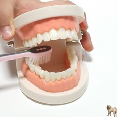 꿀이맘 치과 치아모형 충지