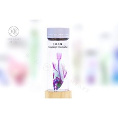 魚心標本藝術 透明生物標本 大斑石鱸 Pomadasys maculatus 海洋生物標本 藝術裝飾, 1個