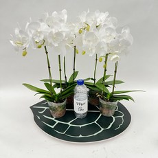 호접란 백조 쌍대 2+2 서양란 무배행사 서양란 스마일화훼유통, 1세트