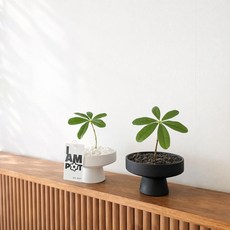하이오브제 홍콩야자 파키라 조화 화분 세트, 1개, 미니 홍콩야자 매트팟 (화이트)
