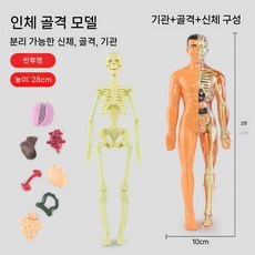 투명 인체 전신 모형 조립식 해골 장기 해부 피규어 교육용, 반투명  28cm 전신 모델