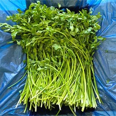 맛통령 국내산 미나리, 1개, 300g