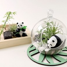 이오난사 팬더 작은 대나무 정원 만들기 테라리움 공기정화 689000AA (1EA), 본상품