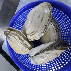 남해안 제철 자연산 우럭조개, 1개, 1kg (12미 내외)