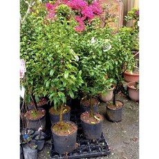 霏霏園藝 墨紫含笑盆栽 8-9吋