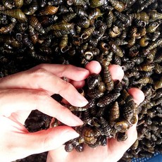 산지직송 국내산 강원도 자연산 생다슬기 대 자숙, 1박스, 1kg