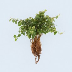 마이플랜트 푸미라 세척 모종 소형 수경재배식물, 1개