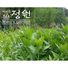 망초나물 자연그대로 손질 국내산 말린 망초나물100g