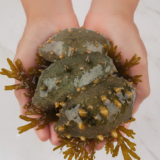 해삼 500g자연산 활해삼, 500g, 대중[일반형], 1