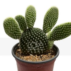 [꽃사랑식물나라] 백도선 토끼 귀 손바닥 선인장 종류 다육 식물 키우기 플랜테리어 소품, 1개