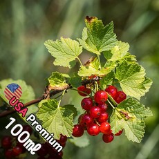 C057 레드 커런트 100ml (Red Currant) 프래그런스오일 캔들 디퓨저 향수, 1개