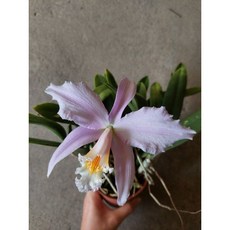 Cattleya (laelia) jongheana 迷你嘉德麗雅蘭株/日本進口大花個體拆芽/成株／花徑15公分, 1個