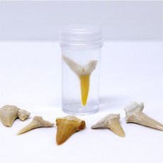 10인 상어 이빨 젤리병 관찰 보고서 실험세트 화석 학생 원리 뼈, 1개