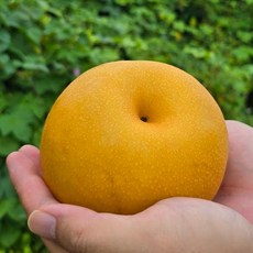 2025년 첫수확 가정용 햇배 15kg 업소용 대용량, 15kg 소과 30과 이내