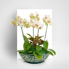 에버스트링라이트MTFF027, 서울특별시／광역시／경기도, 베이직, 필요없음