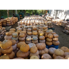 [그린키농원] [2025년 햇수확] 국내산 늙은호박 3kg 내외 / 산지직송 건강호박, 2개, 3.kg내외