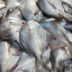 굿씨푸드 당일조업 병어 횟감 구이/조림용 원물병어 /횟감가능한 병어 생물병어, 1개, 횟감,구이/조림용 원물병어1kg