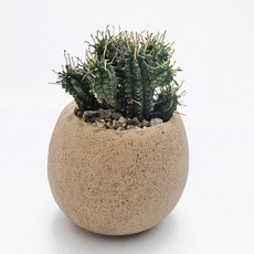 귀여운 에그화분 홍기린 선인장