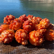 일등푸드 통영 활멍게1kg, 1개, 단품