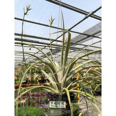 花花世界 空氣鳳梨 卡比他他 鐵絲吊盆 高約30cm, 1個