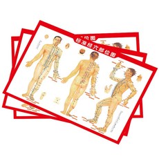 人體經絡穴位圖：艾灸穴位參考，精準定位，居家保健必備, 2張人體標準經穴部位圖（, 1個