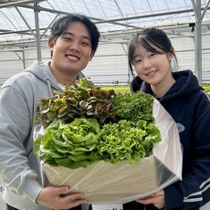 [수경 재배] 국내산 고흥 유러피안 유럽 샐러드 상추채소 모듬채소 쌈채소 로메인 버터헤드 카이피라 산지직송, 1박스, 1kg(4~5종)