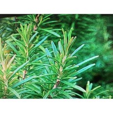 ND藍膠尤加利精油 1KG純精油 2手鋁罐分裝, 1個