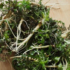 [해풍맞고자란] 산지직송 세척 냉이, 1세트, 500g