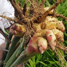 완주 봉동 생강 1kg 3kg 5kg 개량종 흙생강 세척생강 국산 햇생강 산지직송, 전북 완주 봉동 세척생강 1kg, 1박스